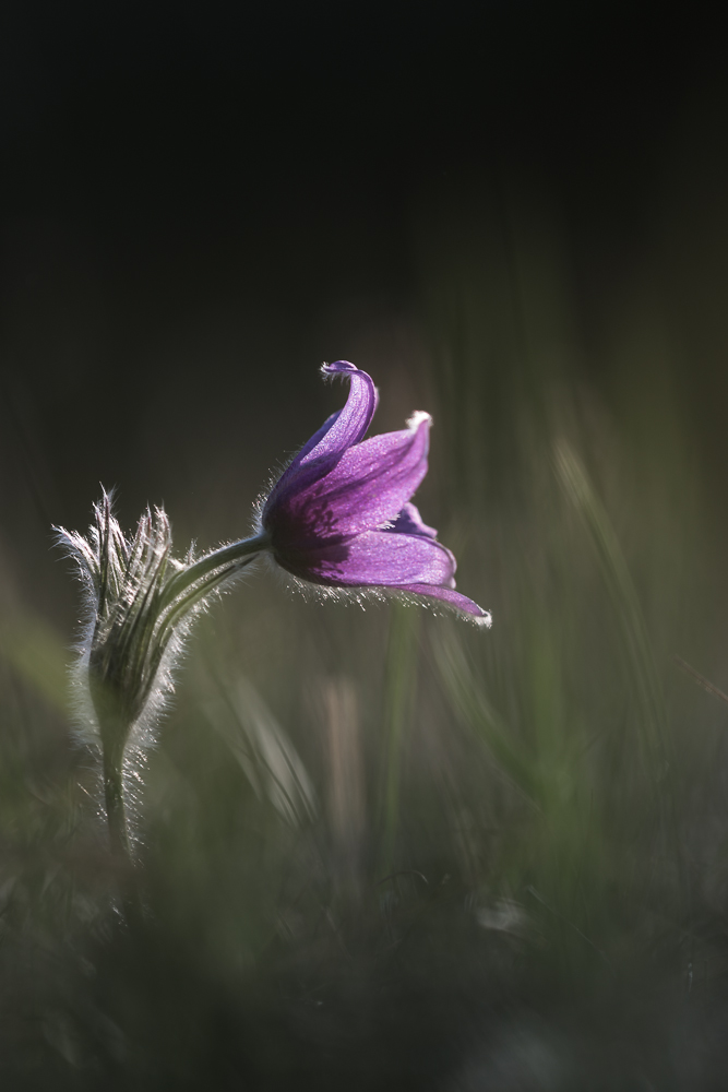 Pulsatilla im Abendlicht