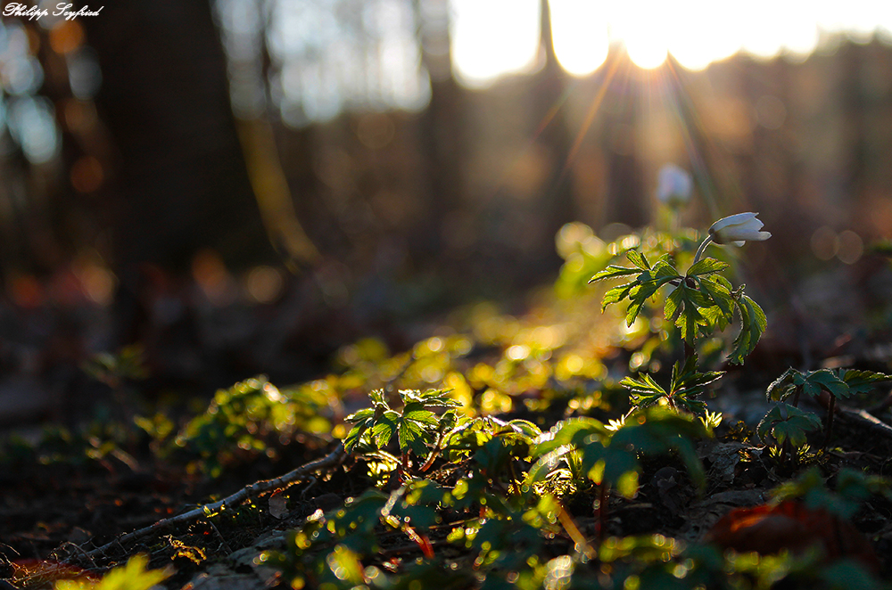 Lichtblick