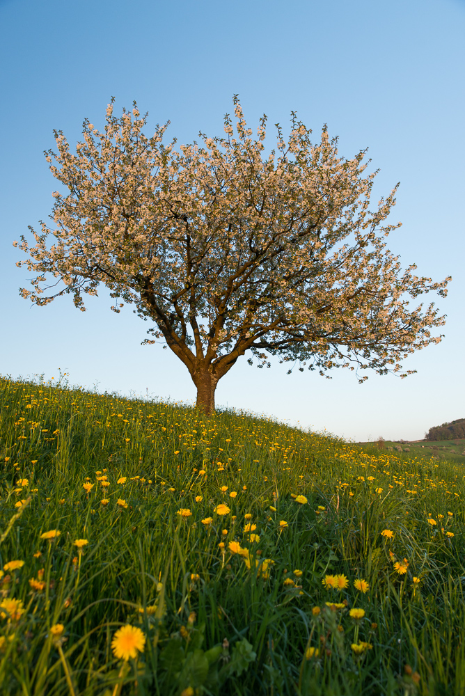 Kirschblüte