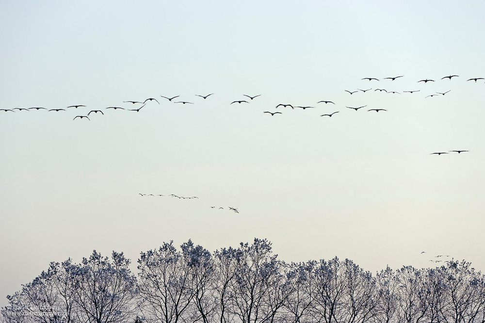 Kraniche im Anflug