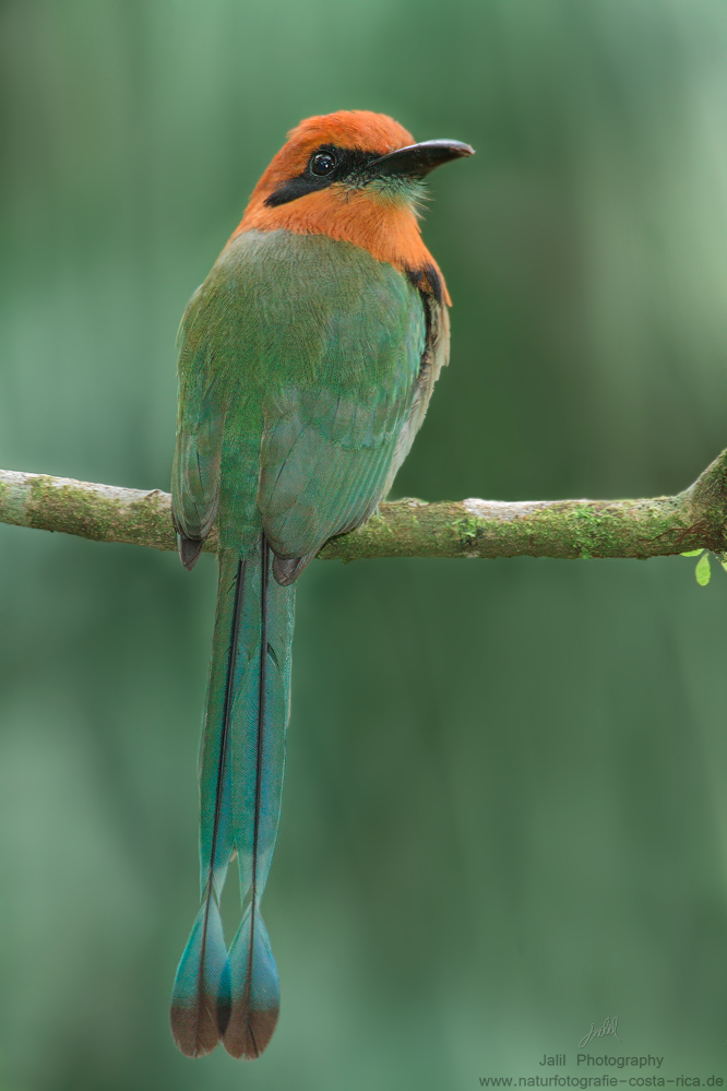 Plattschnabelmotmot