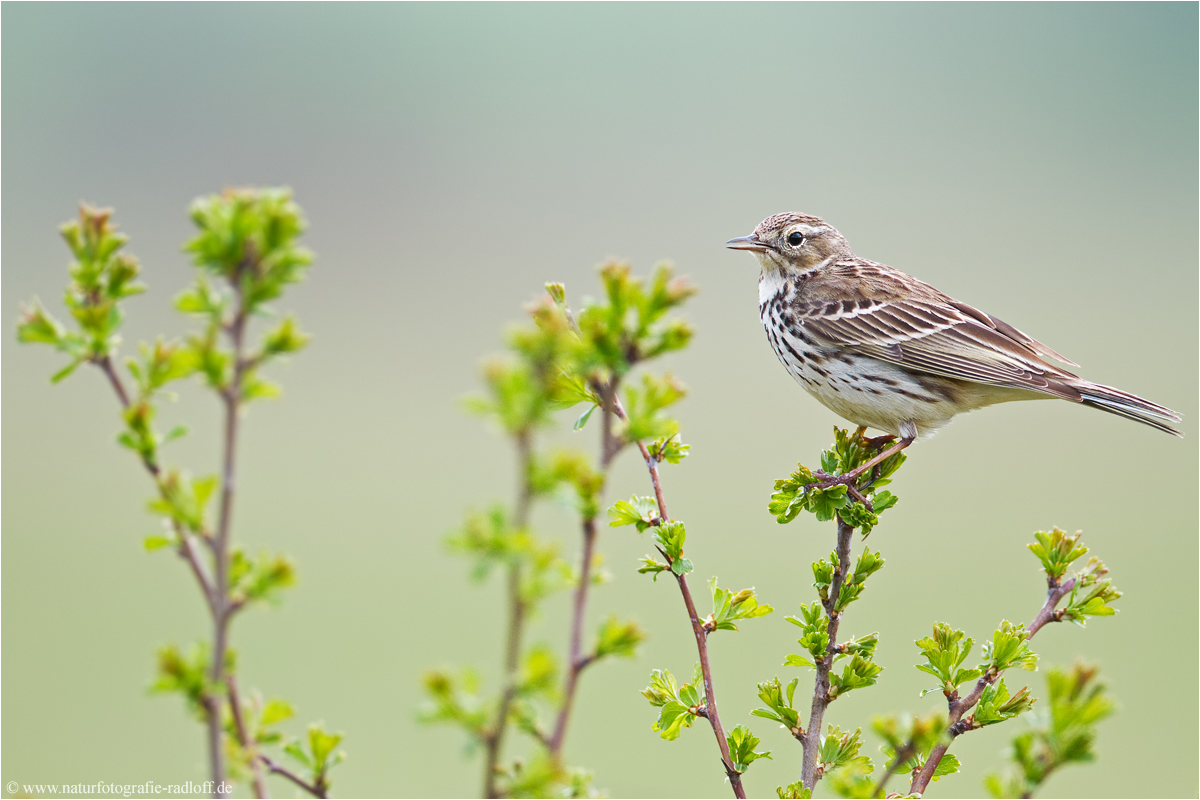 ~Anthus pratensis~