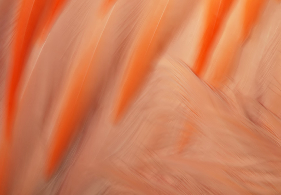 Flamingofedernwischer (2)