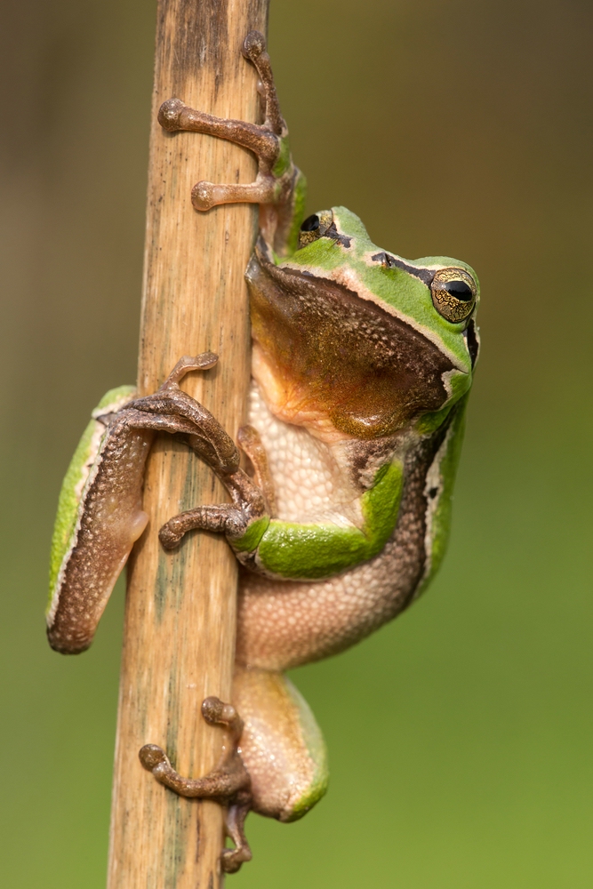 Der Froschkönig