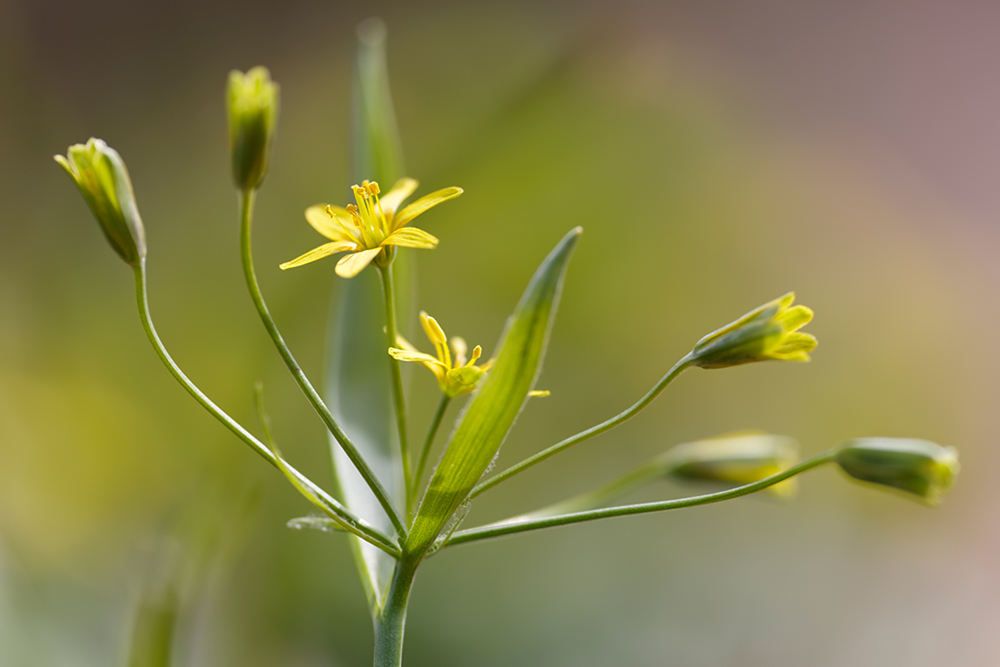 Wald-Gelbstern (Gagea lutea)