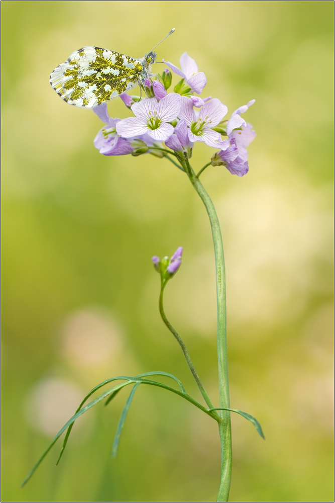 Aurorafalter (Anthocharis cardamines)