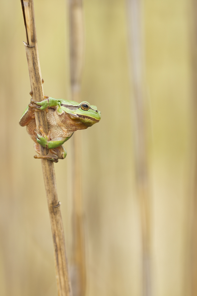 Laubfrosch / Hyla arborea