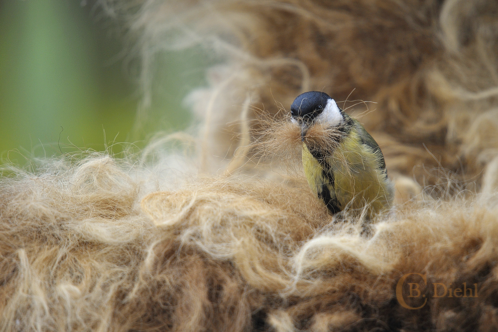 bauen wir ein Nest