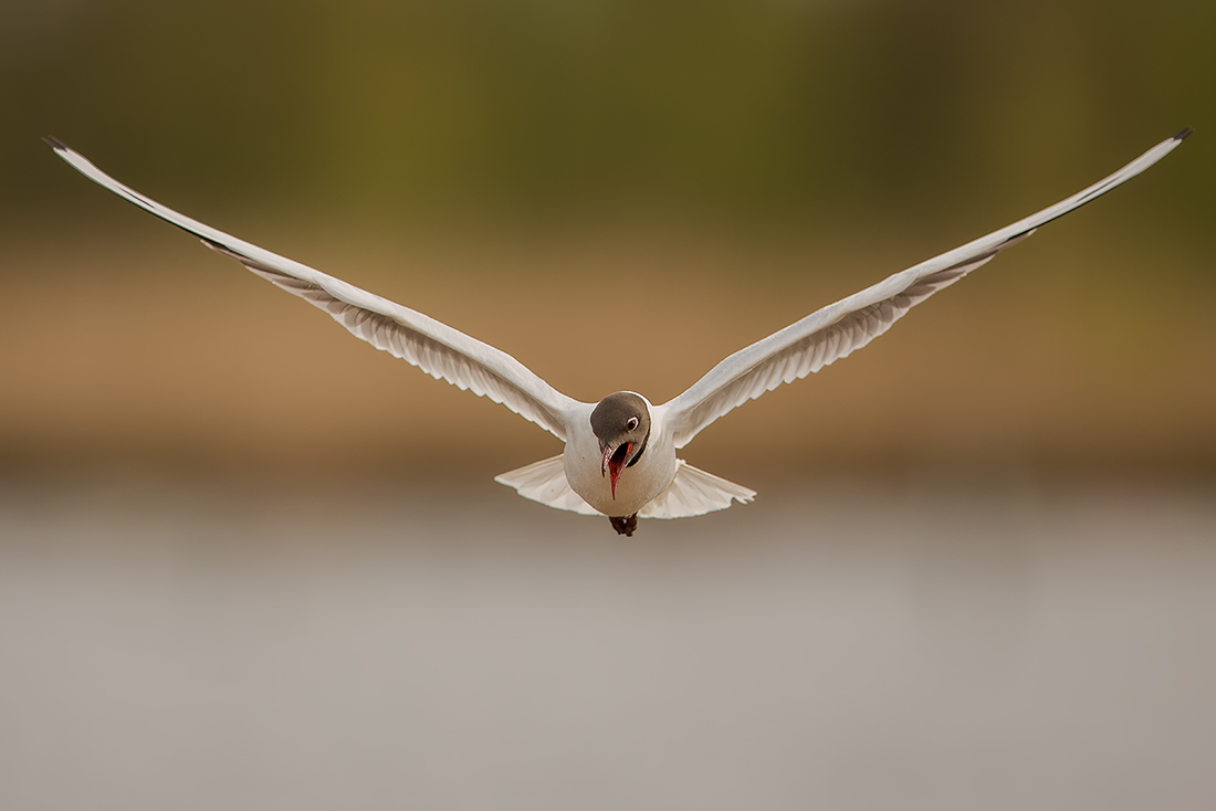 Lachmöwe, Larus ridibundus.....