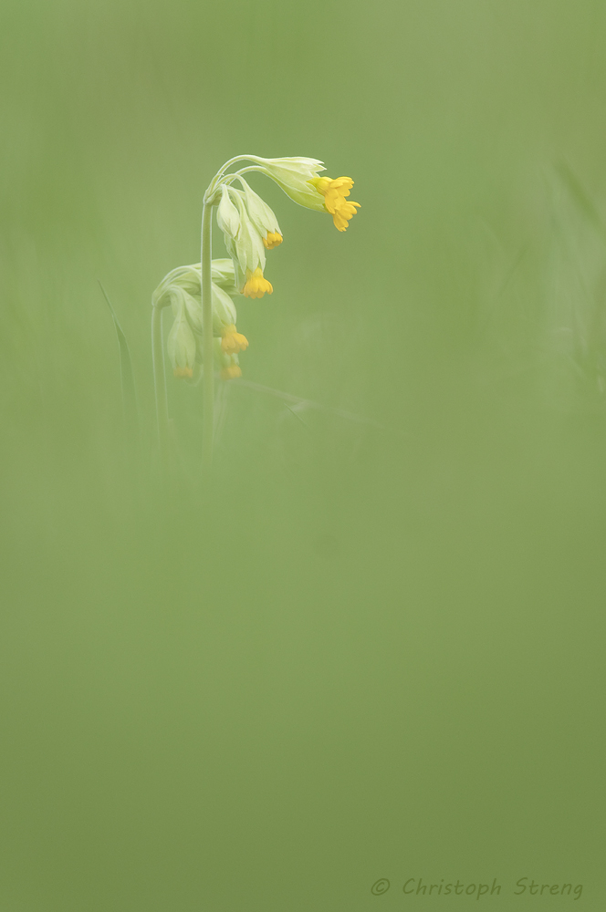 Primula veris