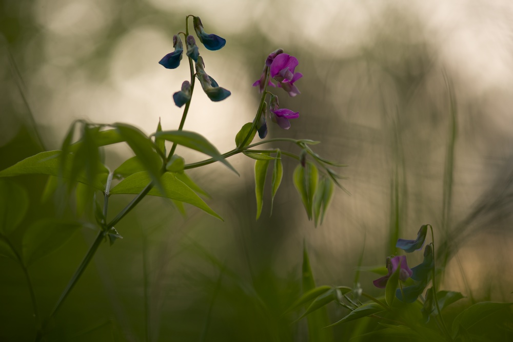 some little flowers(Frühlings-Platterbse (Lathyrus vernus) in the sunset