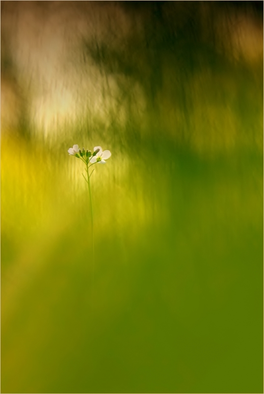 Wiesenschaumkrautblümchen