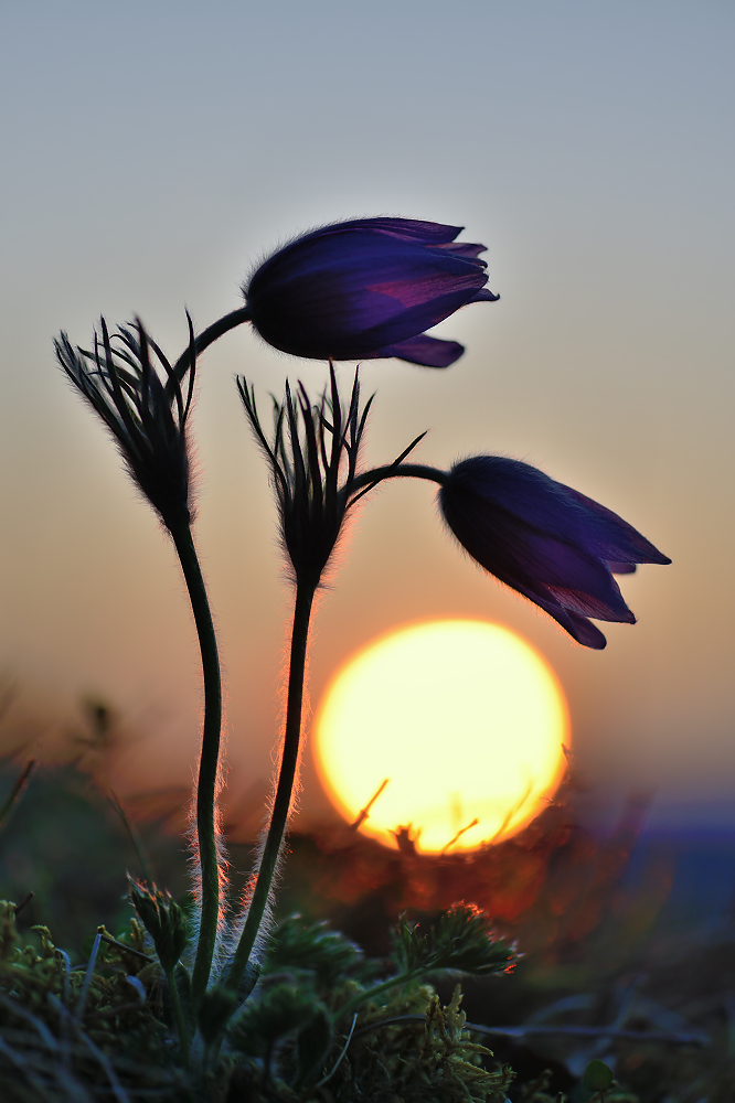 Kuhschellen im Sonnenuntergang