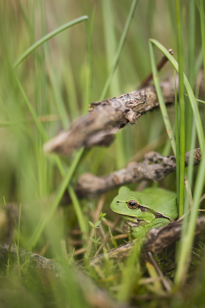 Laubfrosch