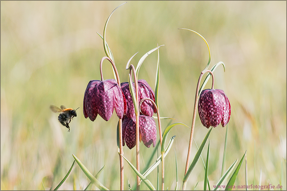 Hummeln mögen Schachbrettblumen