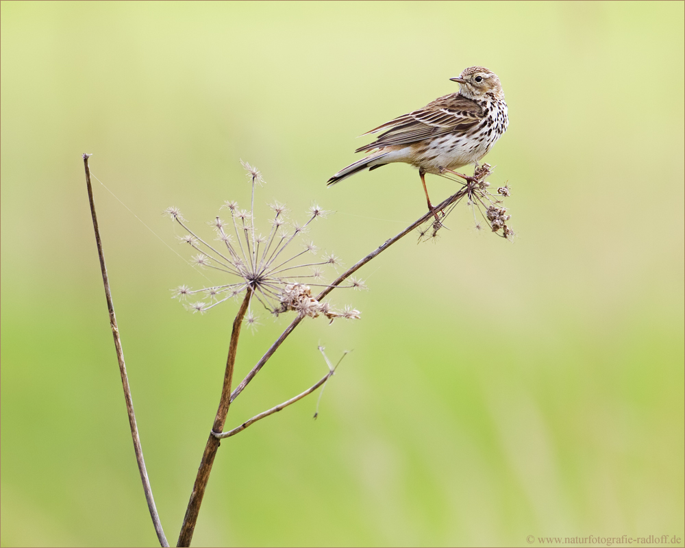 ~Wiesenpieper~