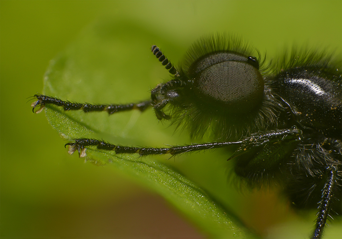 Märzfliege