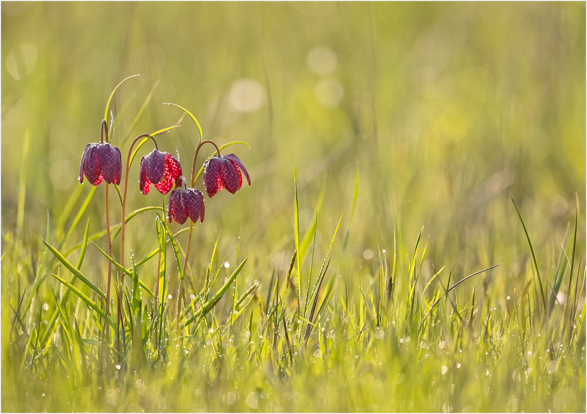 auf der Schabrettblumenwiese...