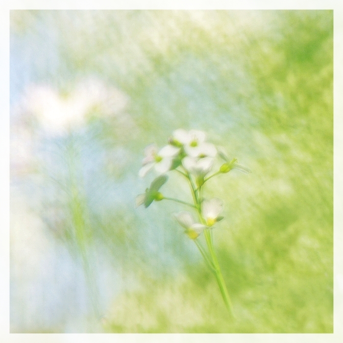 Wiesenschaum-Aquarell *2*