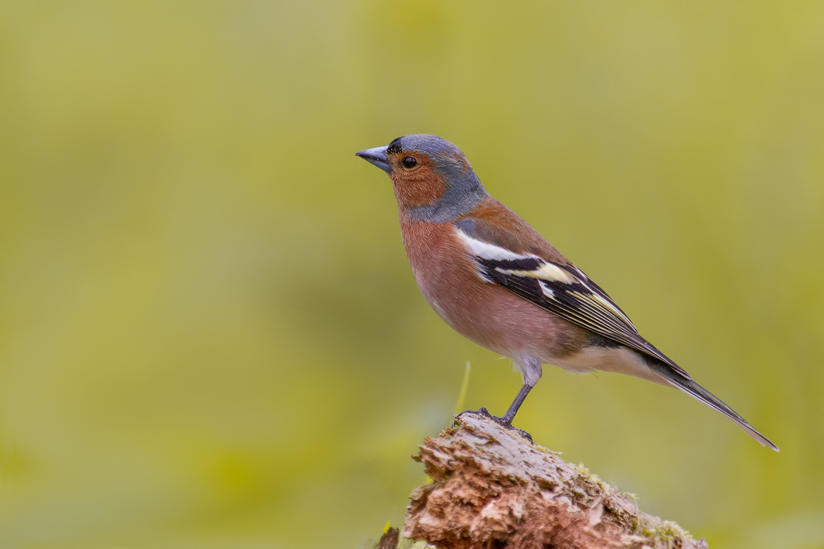 Common Chaffinch  Buchfink (Fringilla coelebs)