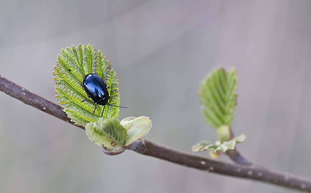 Frühling am Waldesrand