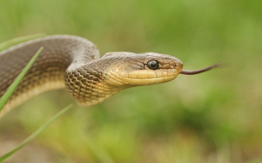 Zamenis longissimus