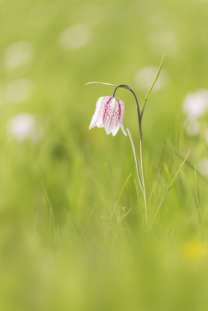 Fritillaria meleagris