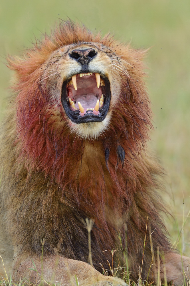 Löwe mit blutiger Mähne