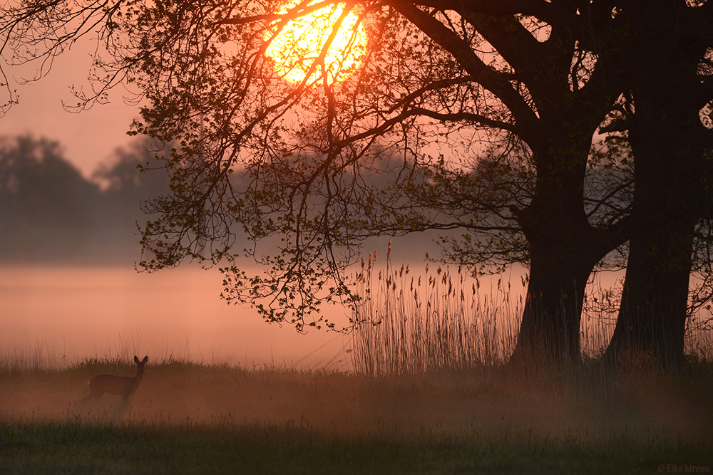 Stimmung