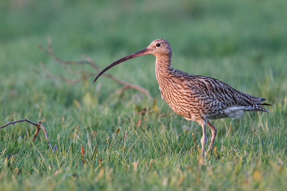 Großer Brachvogel