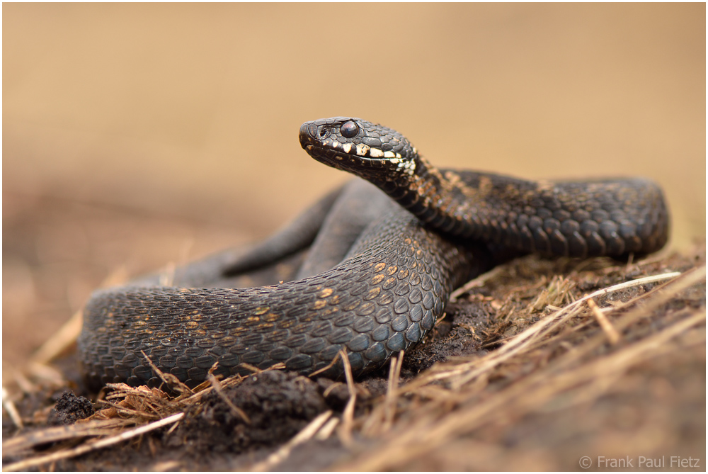 vipera berus #04