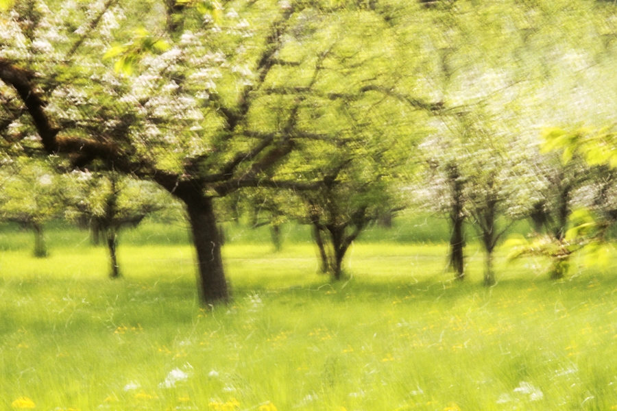 Obstwiesenwischer