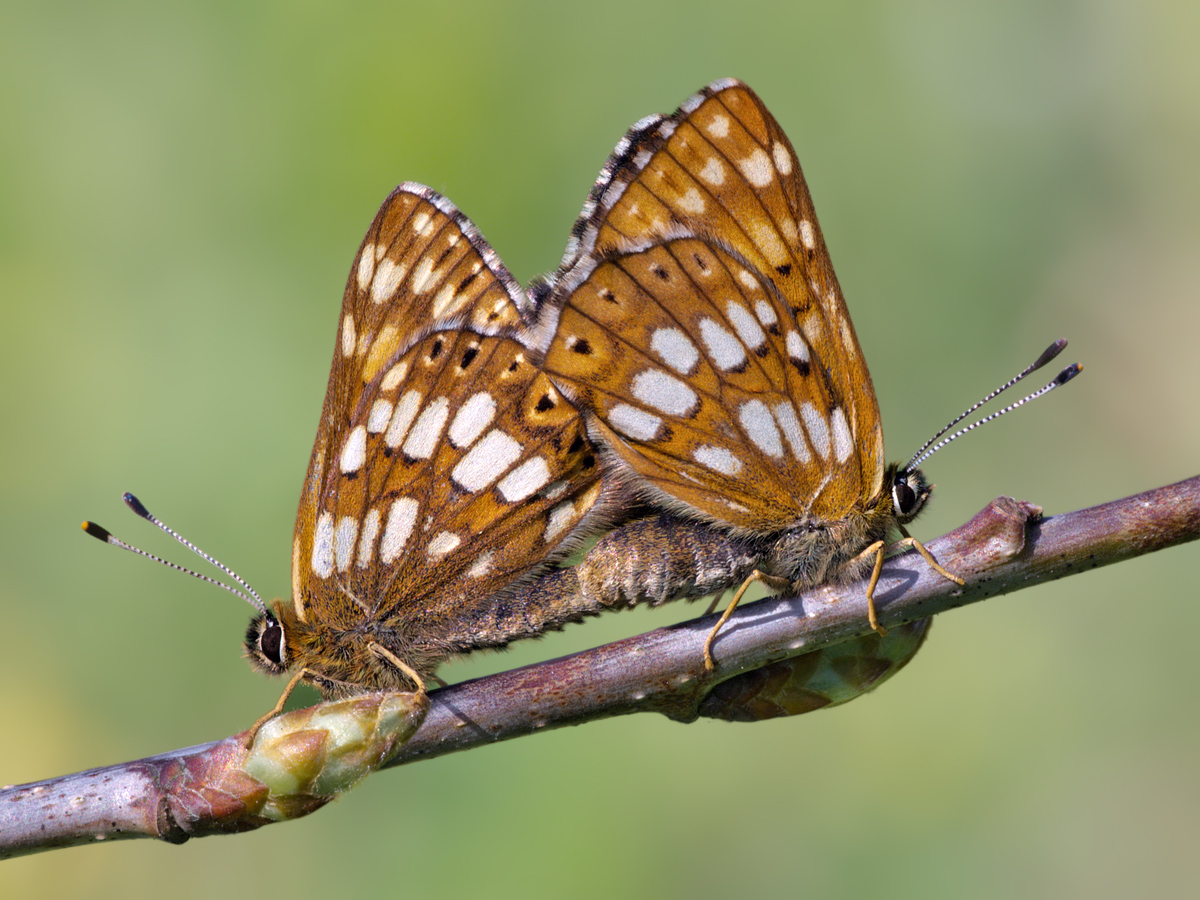 Schlüsselblumen-Würfelfalter (Hamearis lucina)