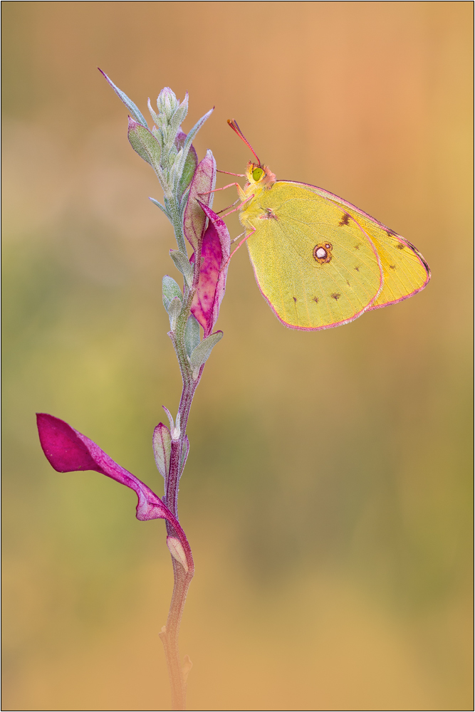 Postillon (Colias crocea)