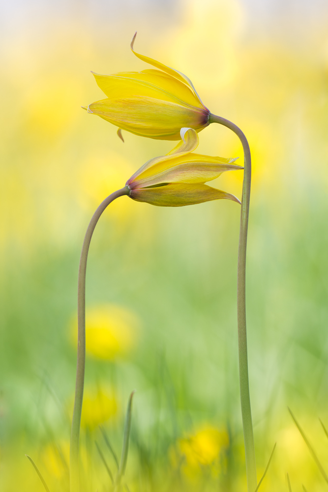 Tulipa sylvestris