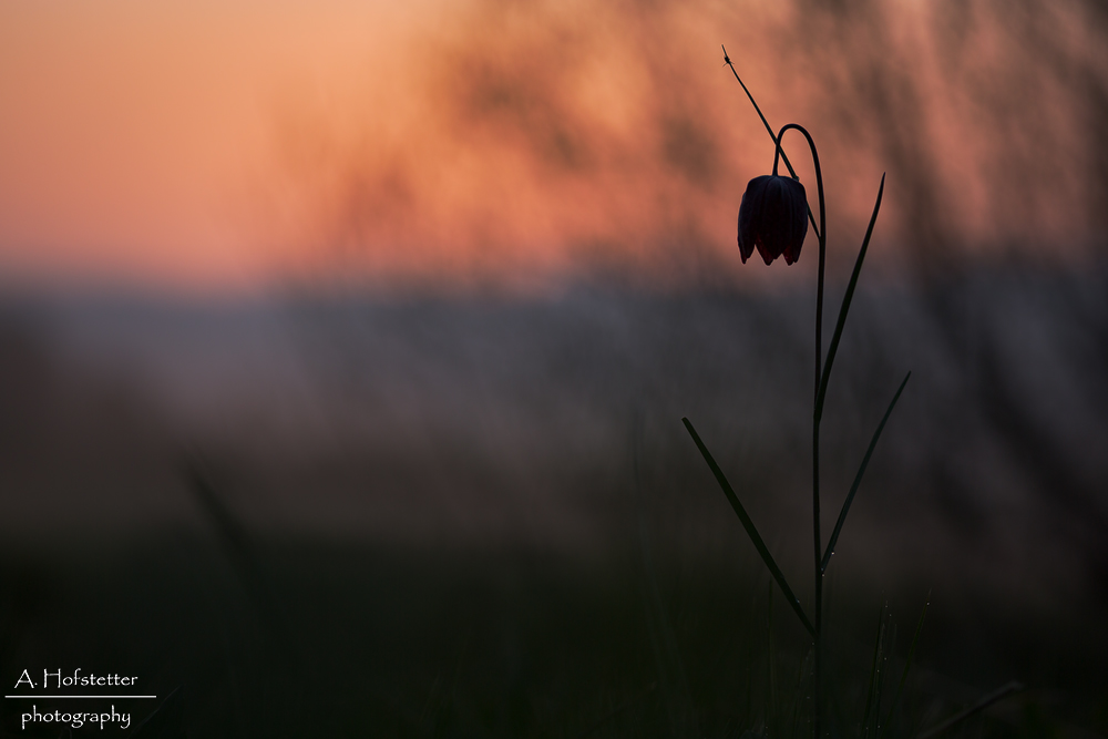 Schachbrettblume im Gegenlicht