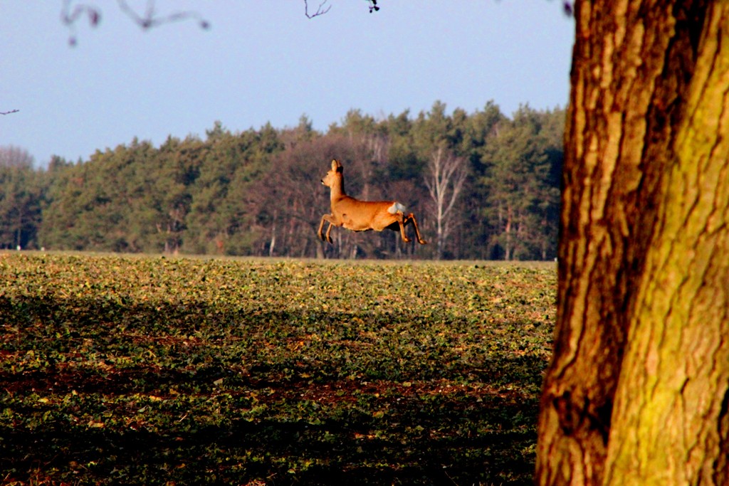 Und hopp...