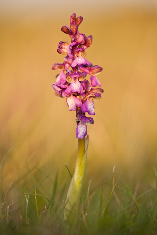 Anacamptis morio