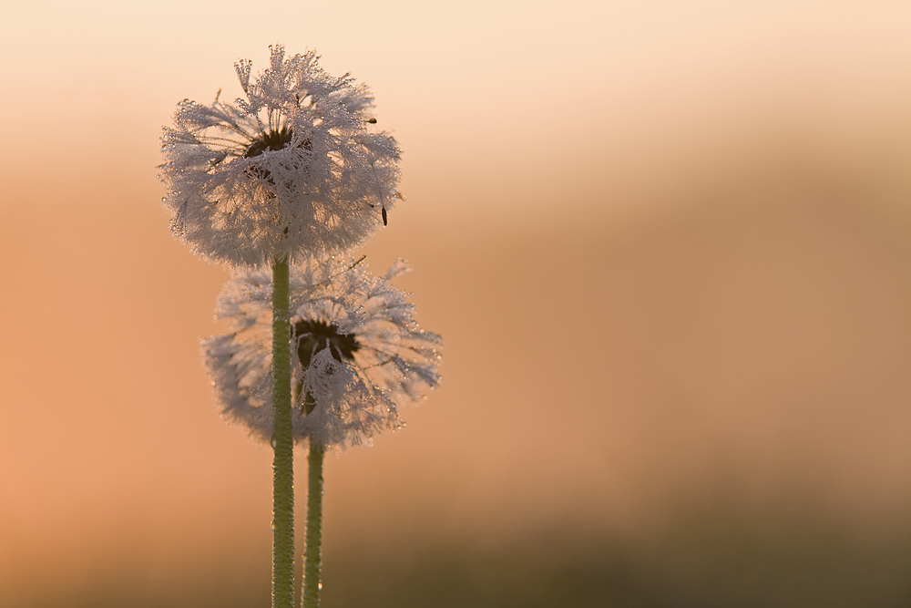 Frustblüten