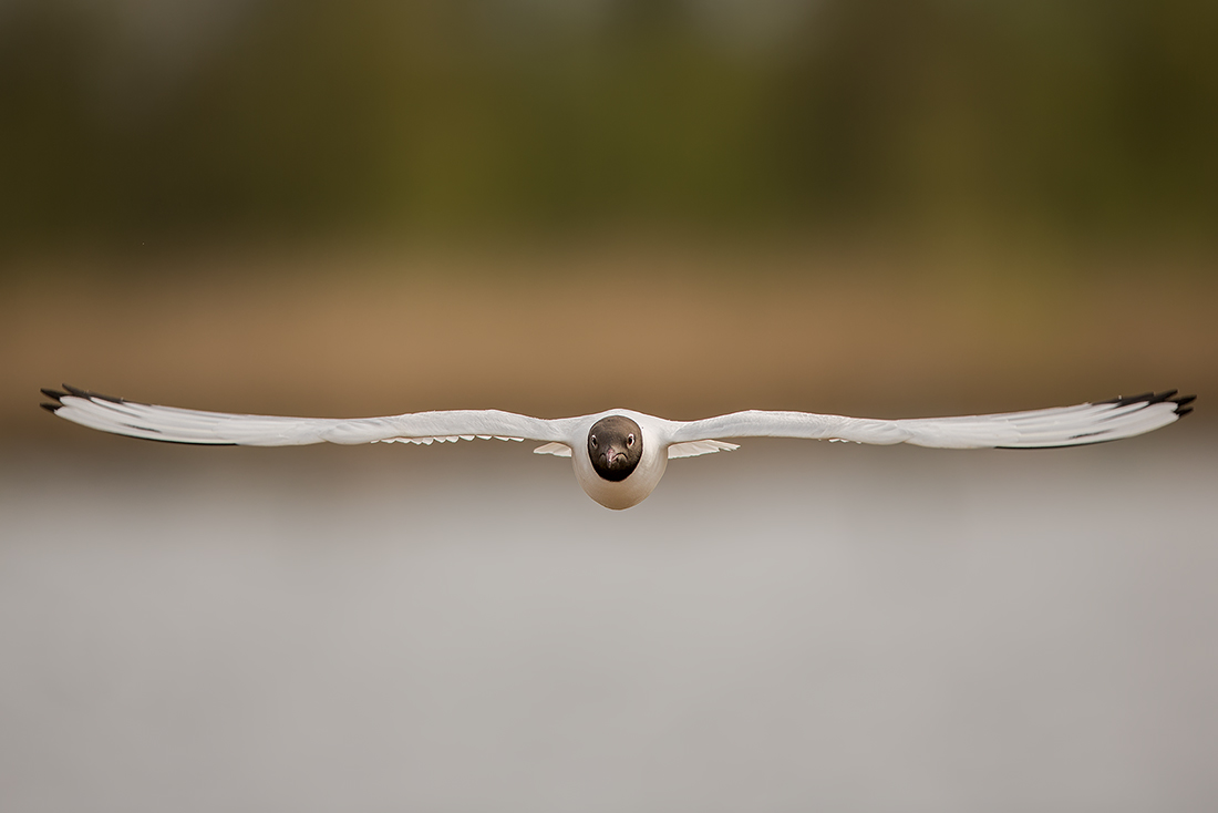 Lachmöwe im Anflug.......
