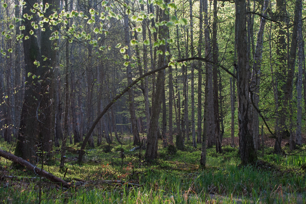 Früh morgens im Bruchwald