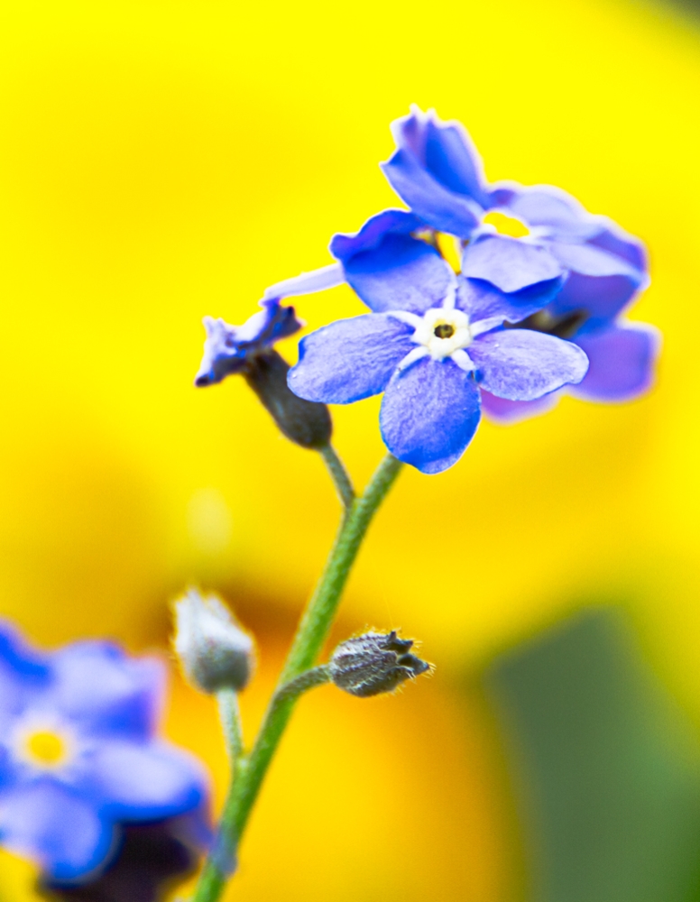 Vergissmeinnicht (Myosotis)