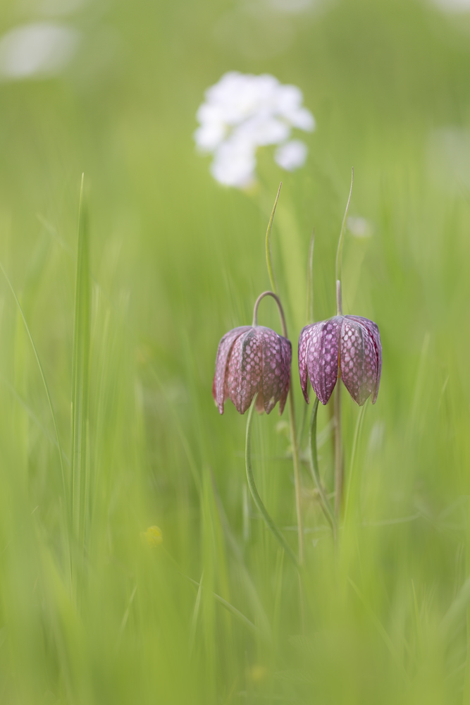 Pärchen vor Wiesenschaumkraut