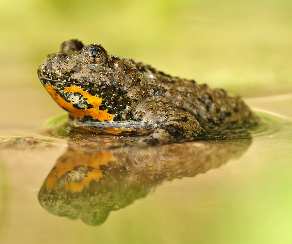 Bombina variegata