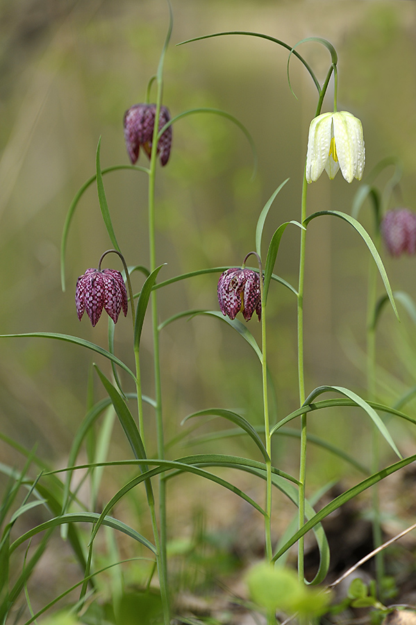 Schachbrettblume