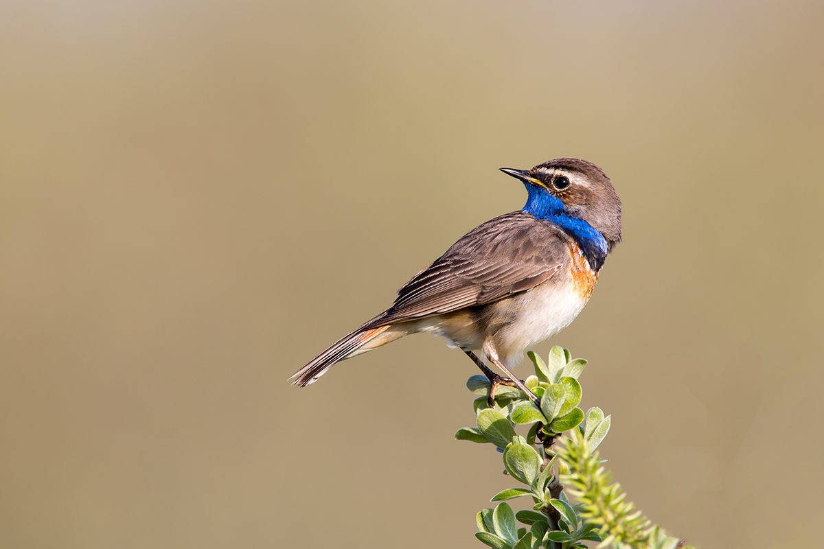 Blaukehlchen