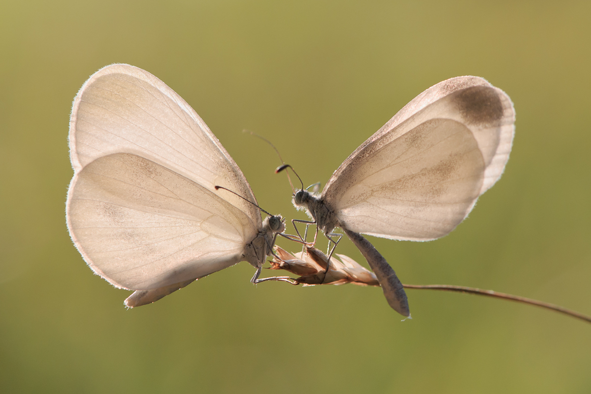 Hochzeitstanz des Tintenfleck-Weißlings (Leptidea sinapis)