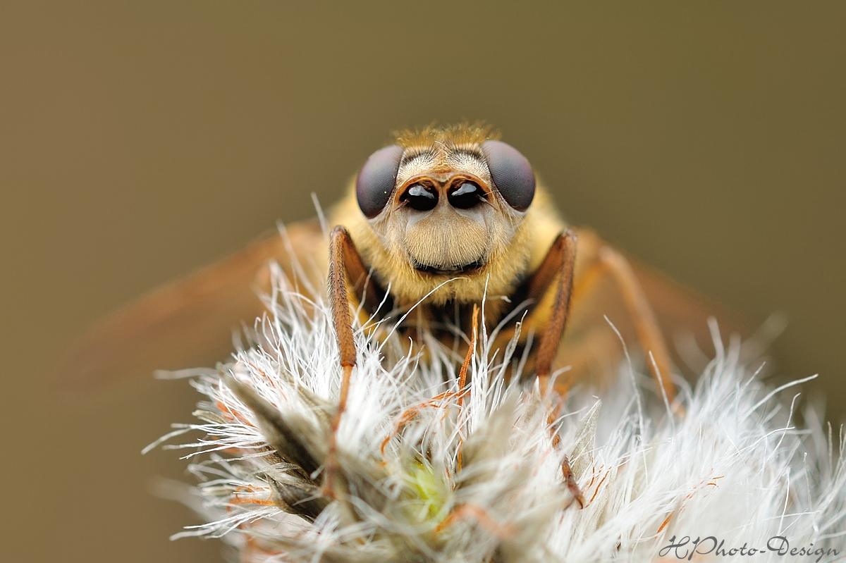 Diana (Forum für Naturfotografen)