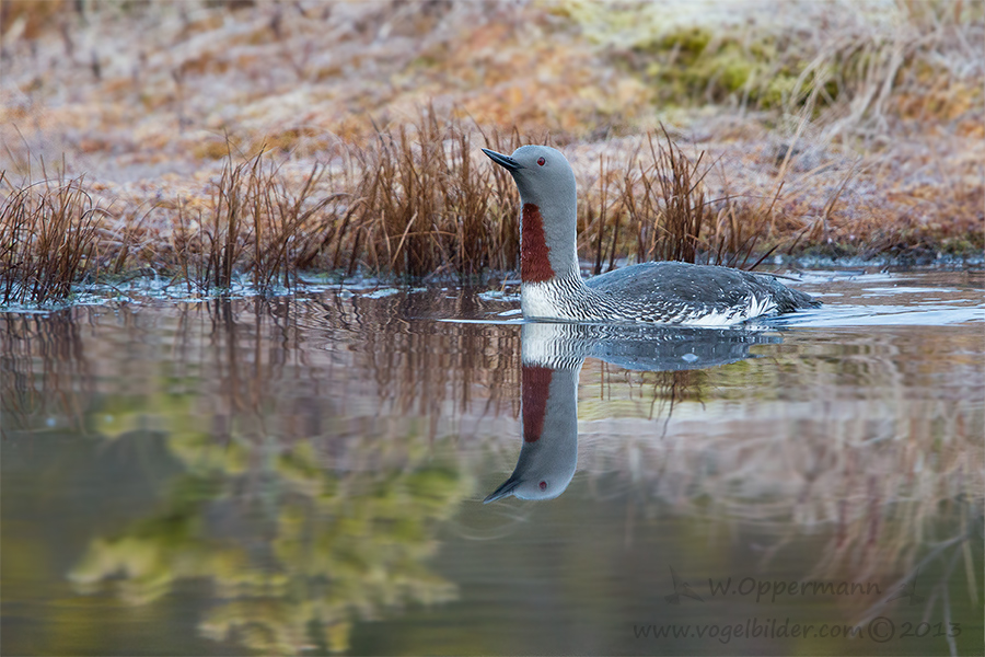 Sterntaucher (Gavia stellata)