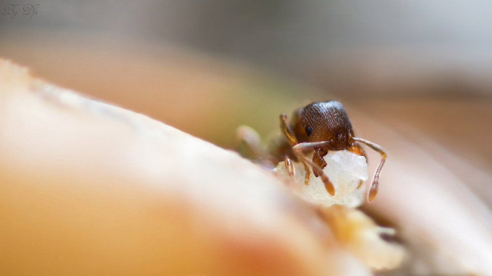 3mm große Sammlerin